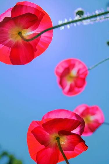 Print of Realism Floral Photography by judson newbern