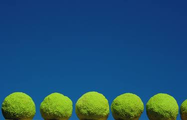 Osage Oranges against Vivid Sky - Limited Edition of 30 thumb