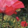I wanted to explore painting some of the variables that intrigued me in photographing poppies - depth-of-field and the luminous translucency of the petals being two of the main ones. I enjoyed the challenges of composing extremes close-ups of one blossom and a poppy bud as the means of staging depth and color gradients.