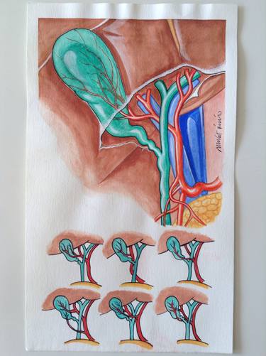 Anatomy of gall bladder thumb