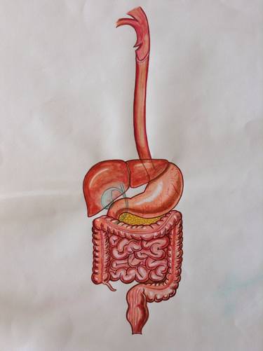 Anatomy of gastro intestinal system thumb