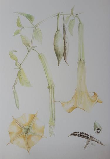 Print of Documentary Botanic Paintings by Andres Spath