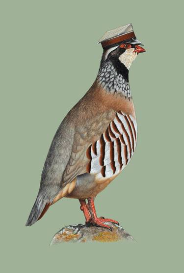 Red-legged partridge thumb