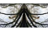 Collection Dendrophilia (paraphilia)
