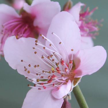 Print of Minimalism Floral Photography by Maria Ruiz - Photography