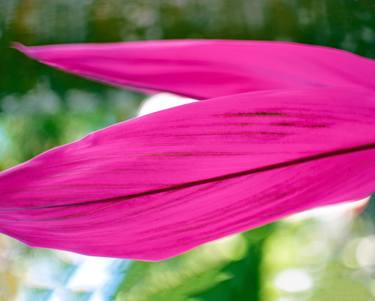 Print of Abstract Botanic Photography by Carl Ellis