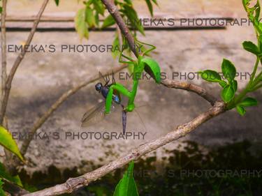 Original Expressionism Nature Photography by EMEKA AMAMASI