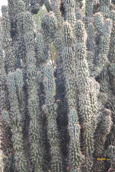 Mexican Cactus thumb