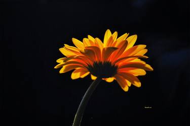 Print of Realism Nature Photography by GUILLERMO ROSSELL-G