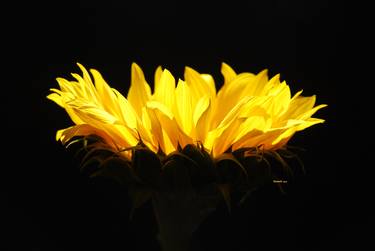 Original Photorealism Floral Photography by GUILLERMO ROSSELL-G