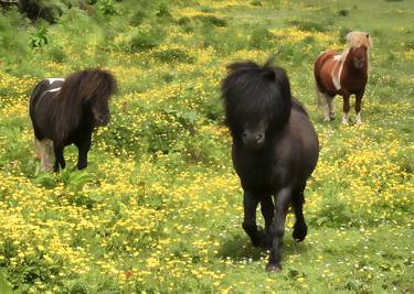 Original Animal Photography by James Whorriskey