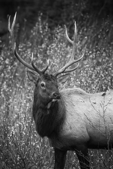 Elk in Willows, Black & White thumb