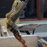 Color-Shifting Copper Ballerina