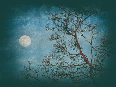 Original Conceptual Nature Photography by Carla Royal