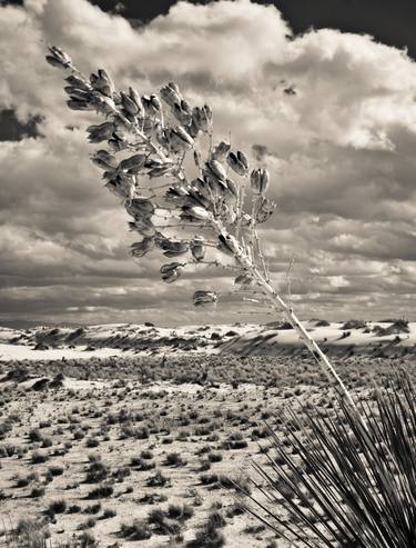 Original Black & White Botanic Photography by Rick Caruso