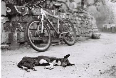 Print of Street Art Animal Photography by Anastasia Varvarina