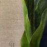 White Tulips Signature