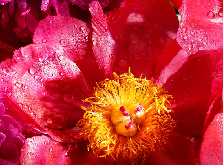 Original Abstract Floral Photography by David Bishop