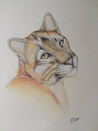 Original Animal Drawing by Maria Puzanova