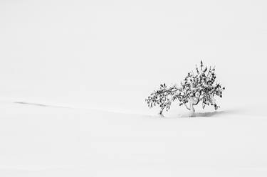 Print of Tree Photography by Giovanni Modesti