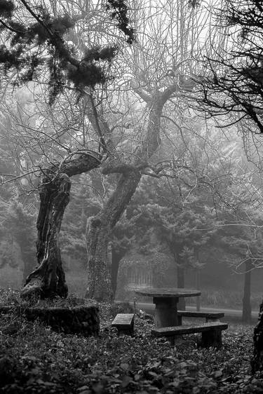 Print of Tree Photography by Giovanni Modesti