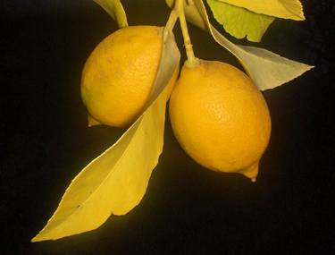 Lemons thumb