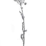 Dried tansy by Margarita Krut