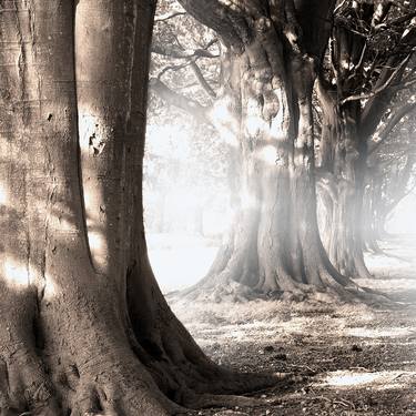 Print of Fine Art Tree Photography by Andrew Keen