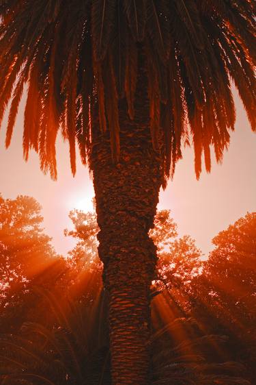 Sunbeams through a Palm Tree - The essence of an african summer thumb