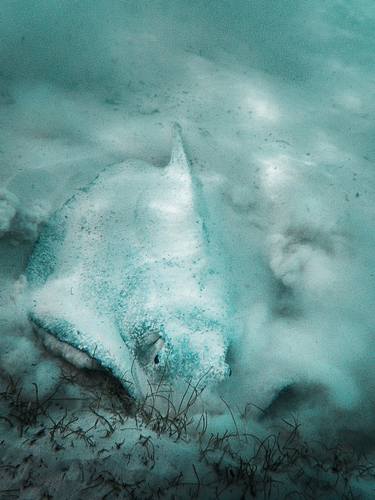 Dust bath in the sea thumb