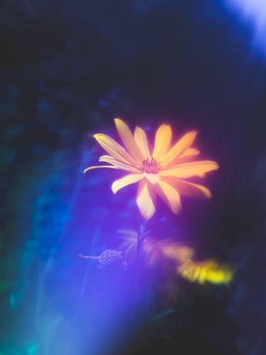 Original Abstract Botanic Photography by Tommy Kwak