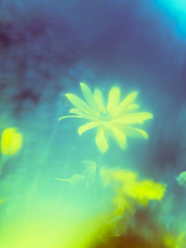 Original Abstract Floral Photography by Tommy Kwak