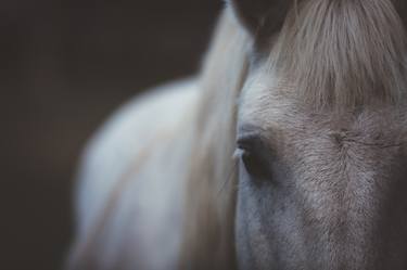 Original Fine Art Horse Photography by Jonathan Orozco