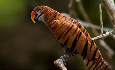 lion skin parrot thumb