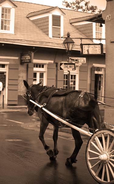 New Orleans - Bourbon Street Horse 2004 thumb
