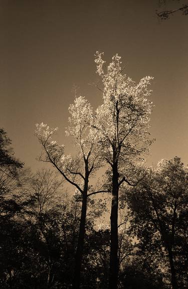 Print of Documentary Tree Photography by Frank Romeo