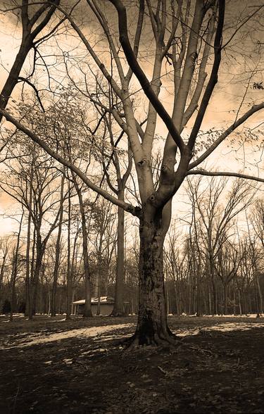 Print of Documentary Tree Photography by Frank Romeo