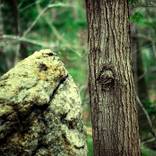 Collection Landscapes and Nature