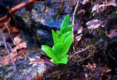 Print of Seasons Photography by Frank Romeo