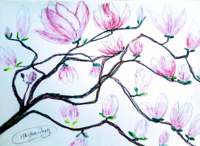 pink magnolia tree drawing