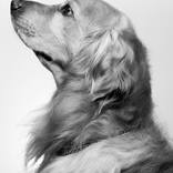Animales - Limited Edition 1 of 20 by Juan Ochoa