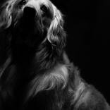 Animals - Limited Edition 1 of 20 by Juan Ochoa