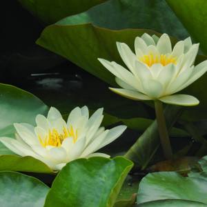 Collection Flowers