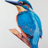 Kingfisher by Alessandra Pagliuca