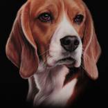The dog: Beagle by Alessandra Pagliuca