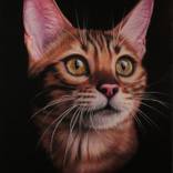 The cat by Alessandra Pagliuca