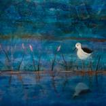 Collection Wildlife paintings