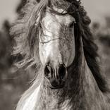 Collection Horses Emotion