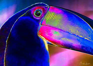 Vibrant Toucan - Limited Edition 1 of 10 thumb