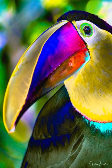 Amazing toucan - Limited Edition 1 of 10 thumb